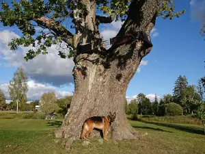 Murrumetsa matkarada