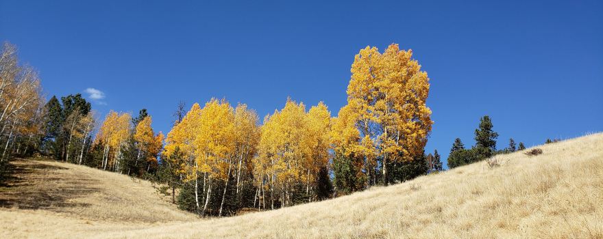 Mueller State Park