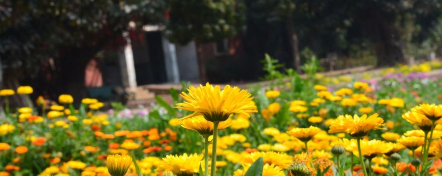 Barandari Garden