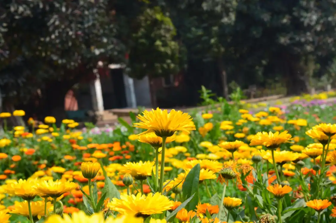 Hotels near Barandari Garden