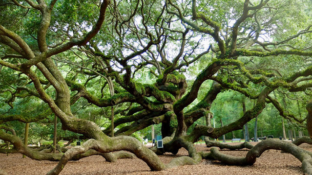 Angel Oak Tree