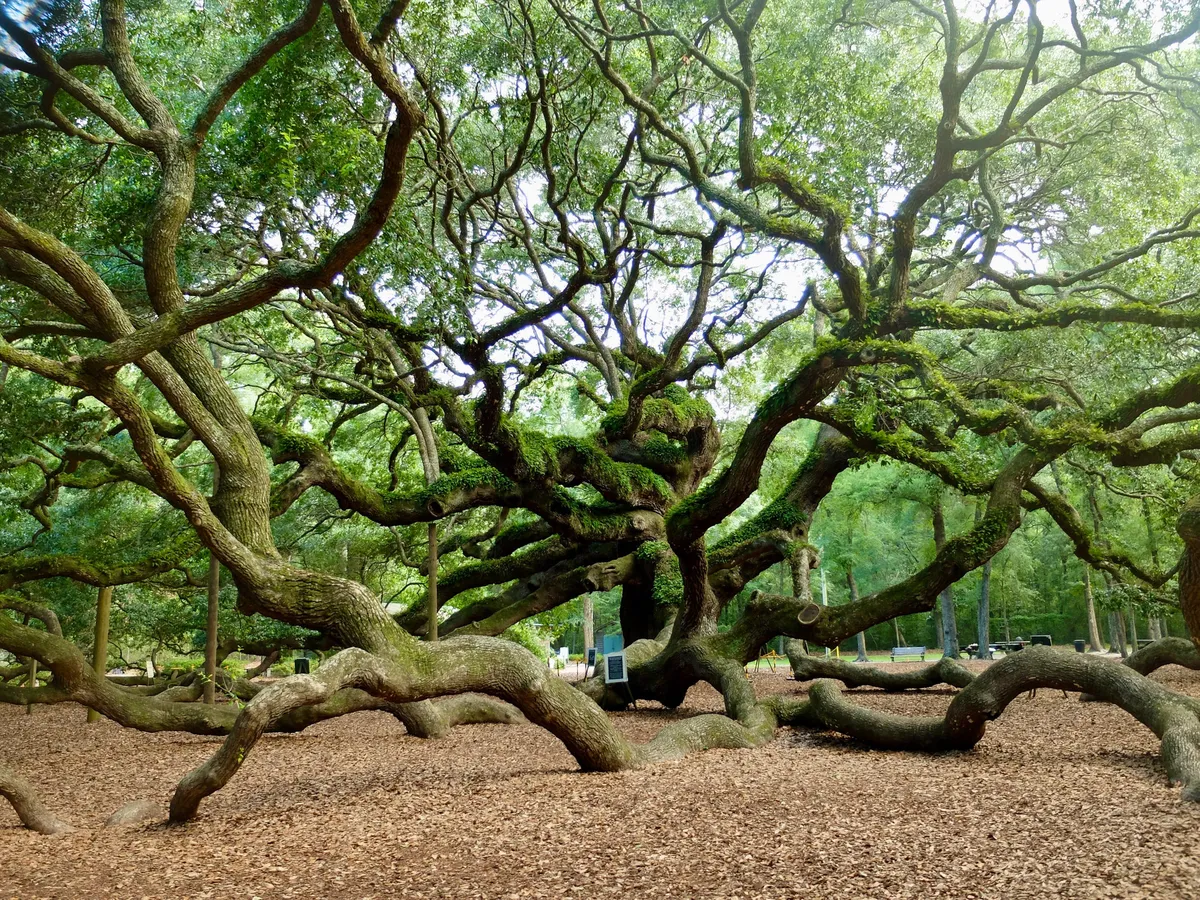 Angel Oak Tree