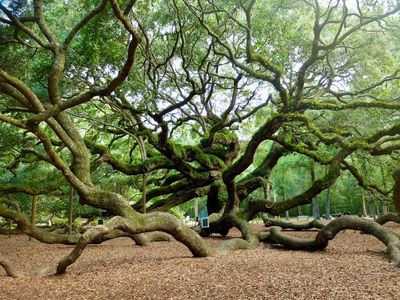 Angel Oak Tree