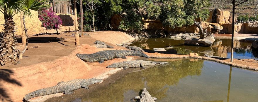 Cocodrilo Park Gran Canaria