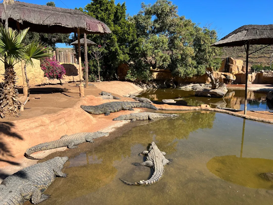 1_Cocodrilo Park Gran Canaria