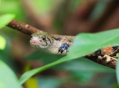 Dong Tam Snake Farm