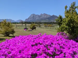 Drakenstein Lion Park
