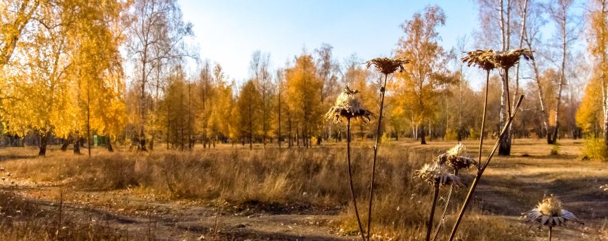 Парк культуры и отдыха им.30 лет ВЛКСМ