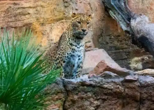 Bioparc Fuengirola