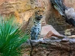 Bioparc Fuengirola