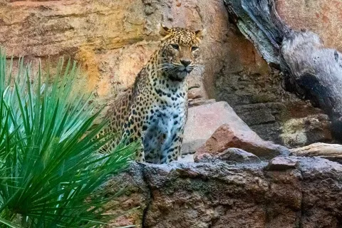 Bioparc Fuengirola