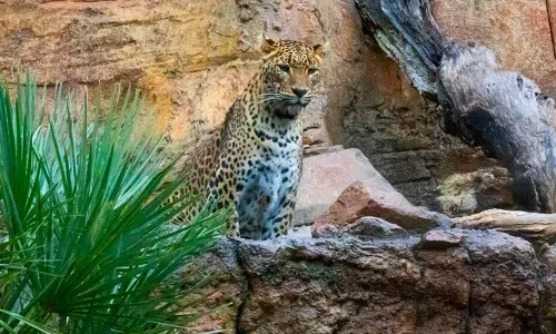 Bioparc Fuengirola