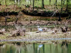 Cross Creeks National Wildlife Refuge