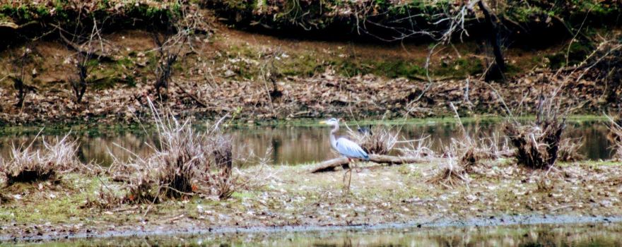 Cross Creeks National Wildlife Refuge
