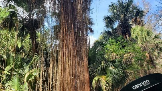 Loxahatchee River Battlefield Park