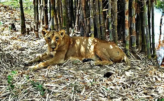 Hotels near Silvassa Vasona Lion Safari