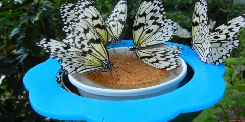 石川県ふれあい昆蟲館