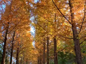 Gyeongsangnamdo Arboretum