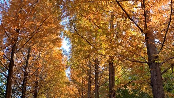 Gyeongsangnamdo Arboretum