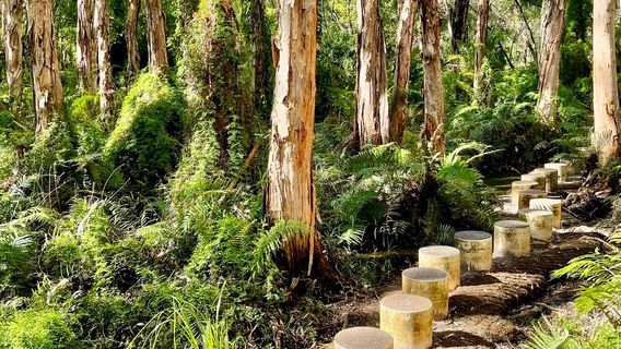 Bush Heritage Paperbark Forest Boardwalk