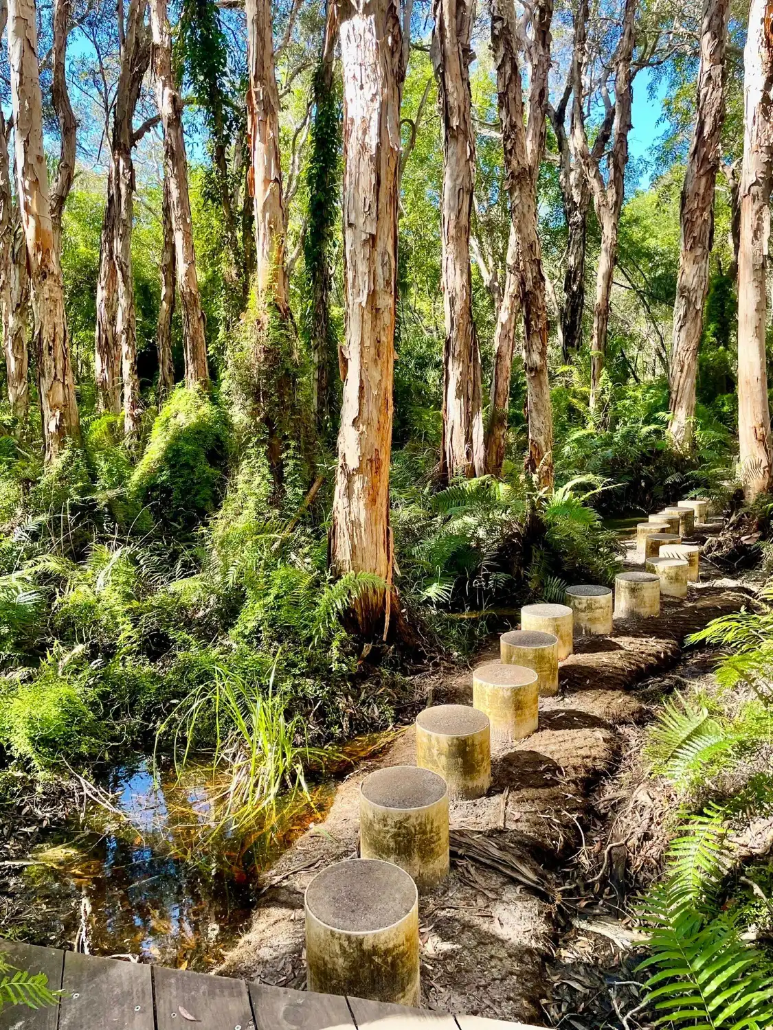 Hotels near Bush Heritage Paperbark Forest Boardwalk