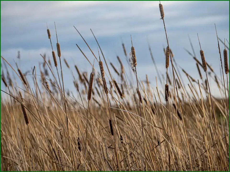 3_WWT Steart Marshes