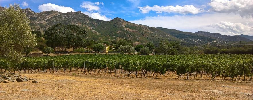 DOMAINE LECCIA