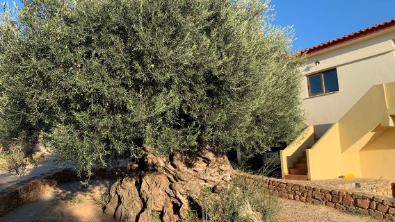 Monumental Olive Tree of Azorias