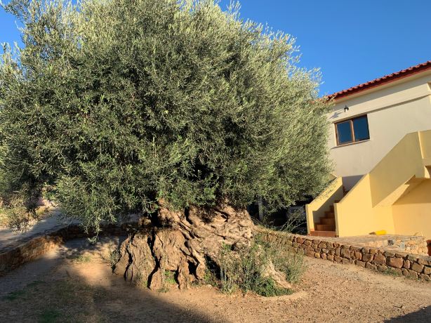 Monumental Olive Tree of Azorias