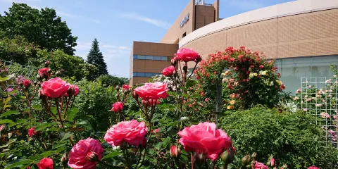 Royce Rose Garden