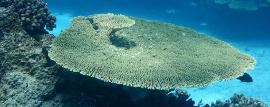 Kuroshima Island