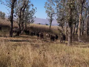 Khoapa Game Park