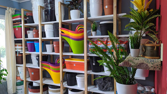 Vivero Margaritas de la Costa