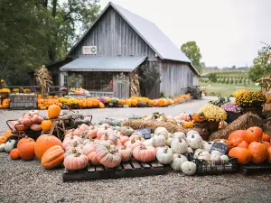 Dull's Tree Farm and Pumpkin Harvest