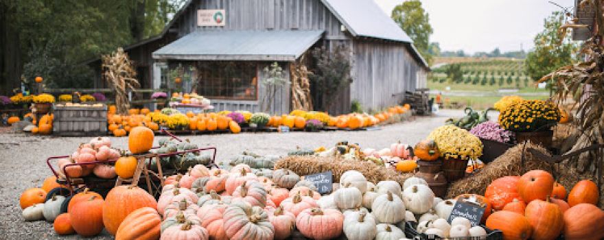 Dull's Tree Farm and Pumpkin Harvest