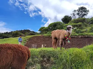 Don Tino, Ovejas y Llamas de la Sierra
