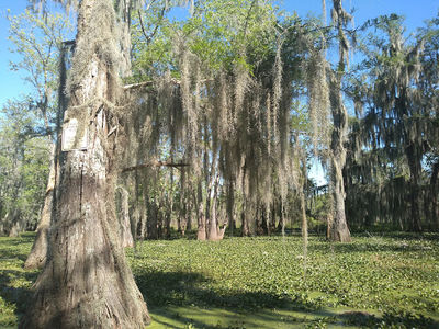 Lafayette Parks, Arts, Recreation, and Culture