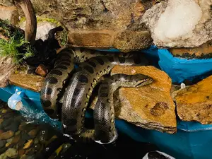 Serpentarium Wildlife Park