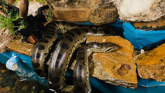 Serpentarium Wildlife Park