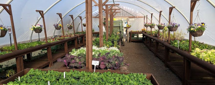 Stakeford Nurseries