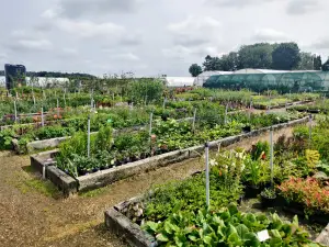 Didlington Nurseries