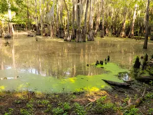 Bodcau Wildlife Management Area