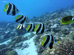 Tikehau plongée Diving center