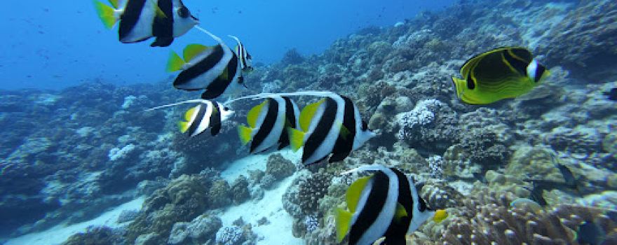 Tikehau plongée Diving center