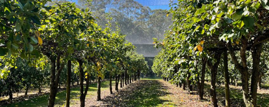 Bilpin Springs Orchard