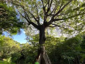 La Mákina Natural Reserve