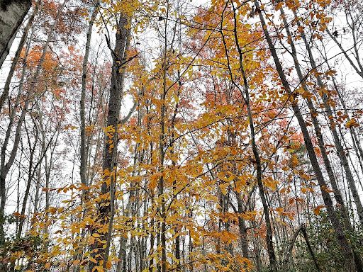Bracken Preserve