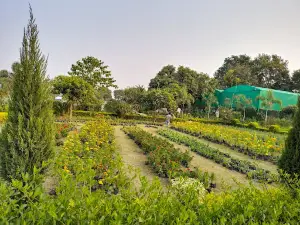 Rohit Nursery Raddhey Purwa Road Hardoi