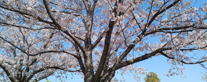 Sakurazutsumi Park