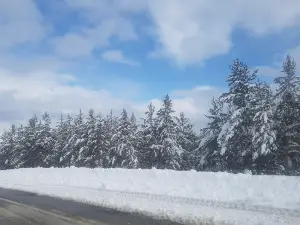 Süngütaşı Stream